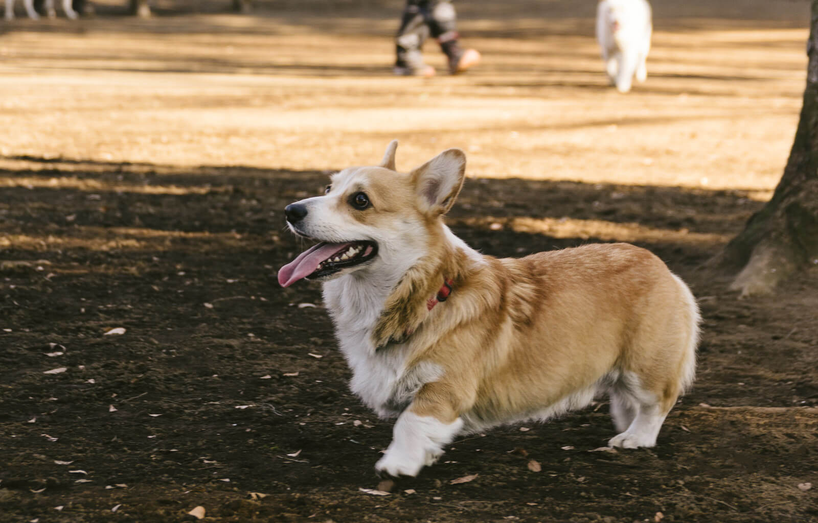 ウェルシュ コーギー ペンブロークの性格 特徴 飼い方は ドキドッグ