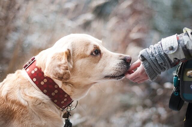 犬用フィラリア薬のチュアブルの種類を商品名で解説 ドキドッグ