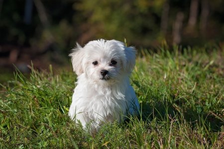 犬のフィラリア薬のパナメクチン