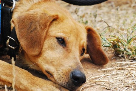 犬のフィラリア予防薬