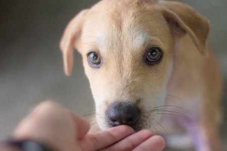 犬のフィラリア予防薬