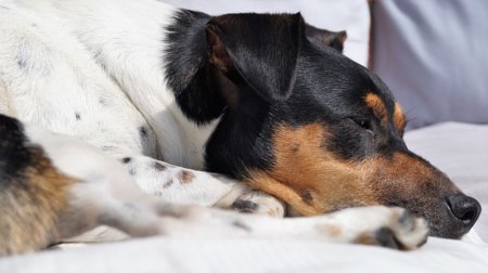 犬のフィラリア予防薬