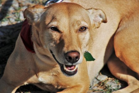 犬のフィラリア