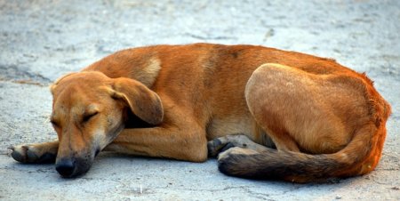 犬のフィラリア予防薬