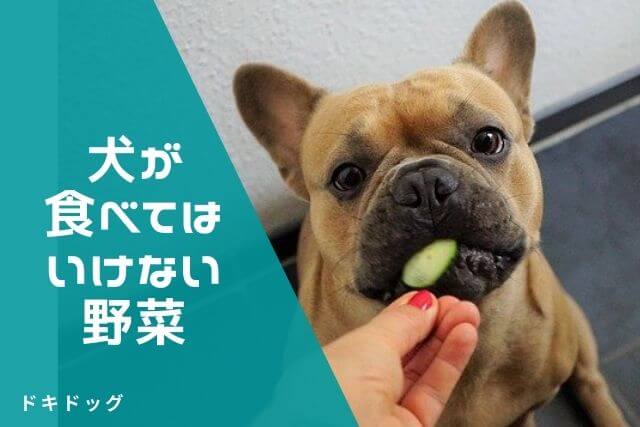 犬が食べてはいけない野菜と理由 犬マニュアル ドキドッグ