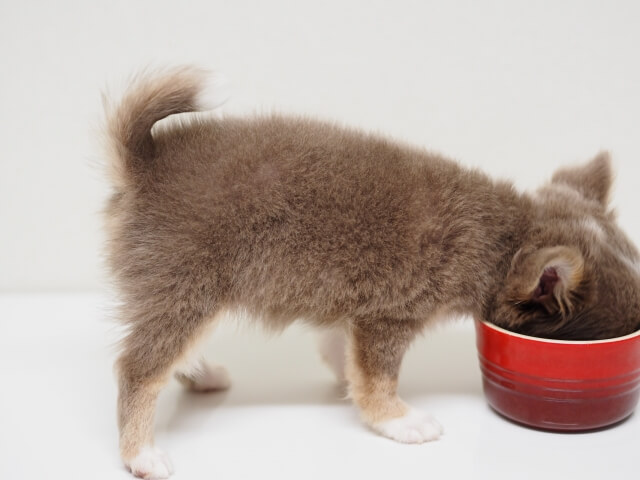 子犬　ドッグフード　食べない