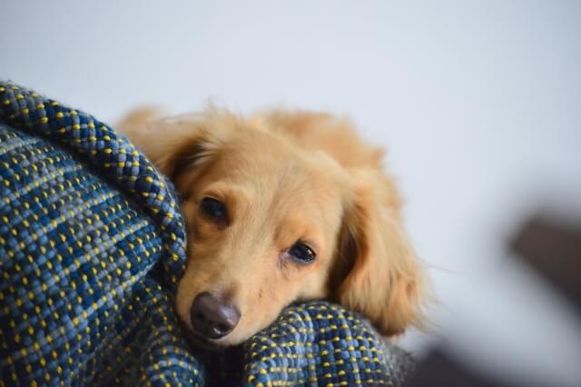 子犬　ドッグフード　食べない　原因