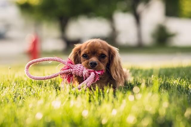 子犬 ドッグフード 食べない