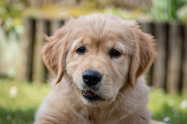 子犬 ドッグフード 食べない