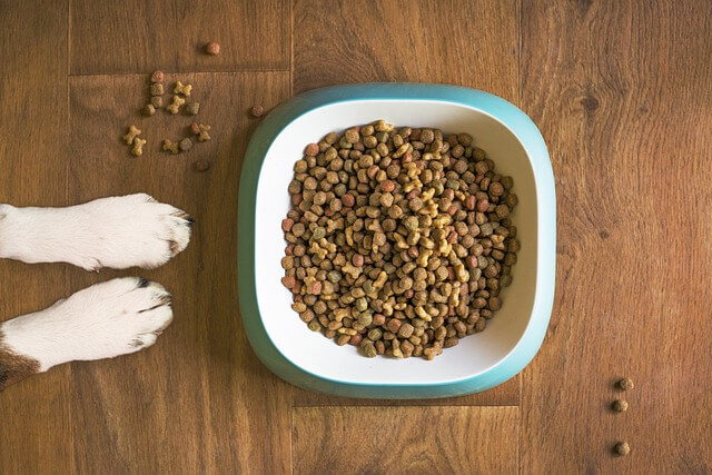 子犬　ドッグフード　食べない