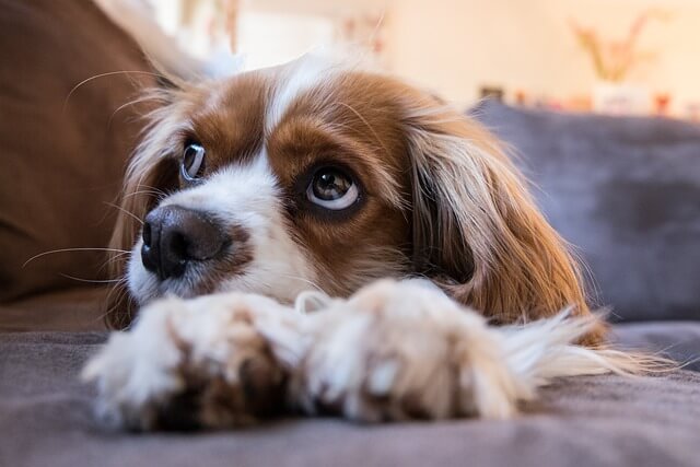 子犬　ドッグフード　食べない