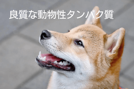 柴犬 ドッグフード 選ぶポイント