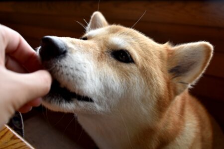 柴犬　ドッグフード　おすすめ