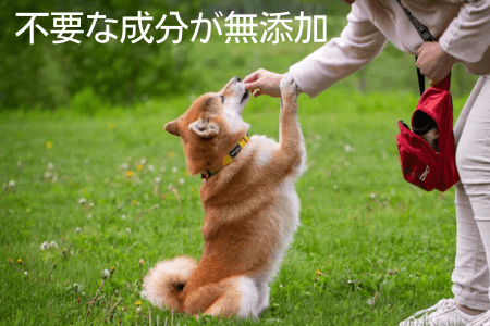 柴犬 ドッグフード 選ぶポイント