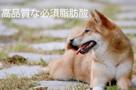 柴犬 ドッグフード 選ぶポイント