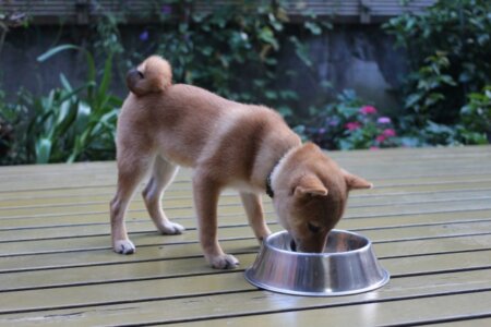 柴犬 ドッグフード 幼犬