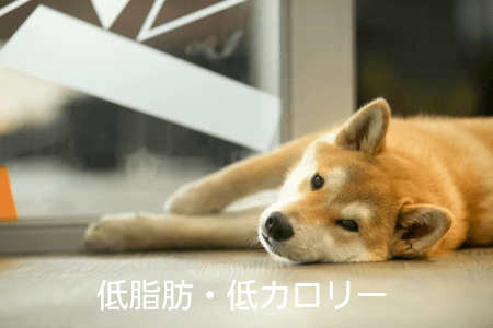 柴犬 ドッグフード 選ぶポイント