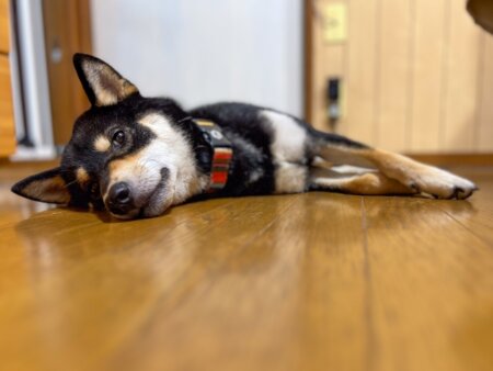 柴犬　ドッグフード　食べない