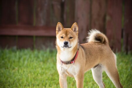 柴犬　ドッグフード　おすすめ