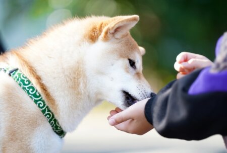 柴犬 ドッグフード 量