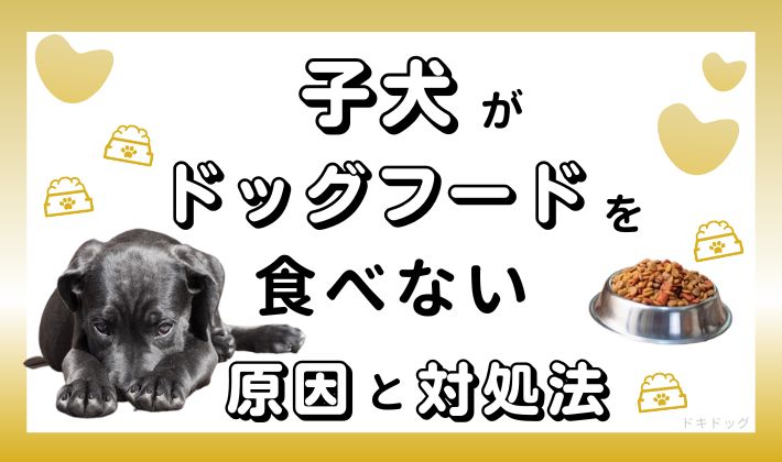 子犬 ドッグフード　食べない