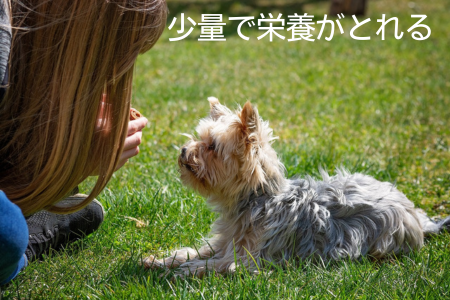 ヨーキー　ドッグフード おすすめ