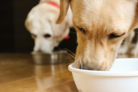 ドッグフード 食べ ない 老 犬