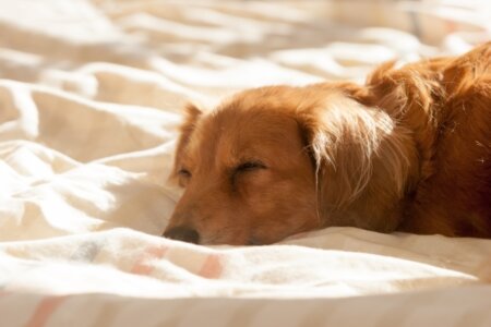 ドッグフード 食べ ない 老 犬