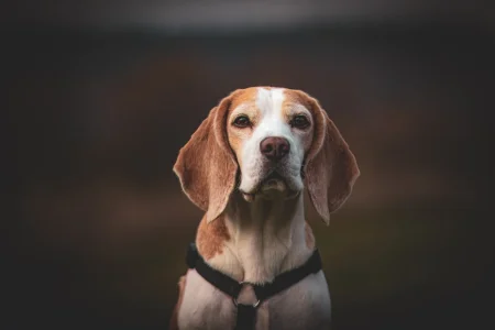 ドッグフード 食べ ない 老 犬