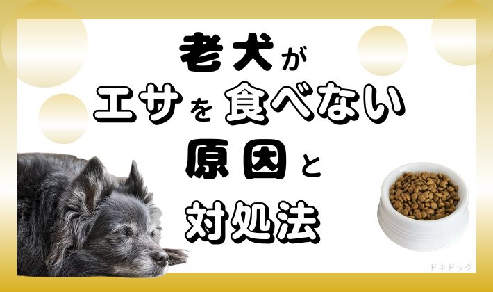 老犬　ドッグフード　食べない