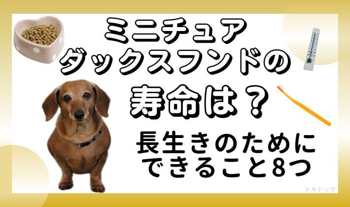 ミニチュアダックスフンド　寿命